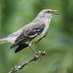 The Tennessee Mockingbird (@tennmockingbird) Twitter profile photo The Tennessee Mockingbird (@tennmockingbird) Twitter profile photo