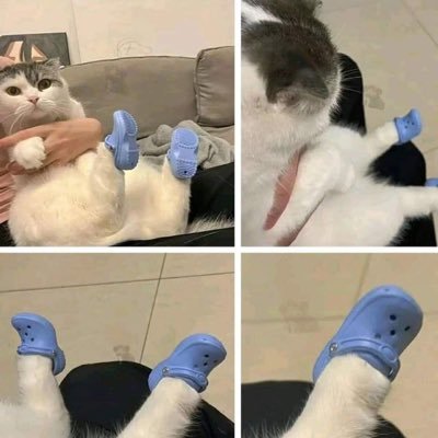 unnatisalt's profile picture. cat lover 😎