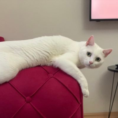 eke40993059's profile picture. 