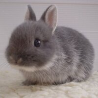 Fluffy Bunny(@delicaterainbo) 's Twitter Profile Photo