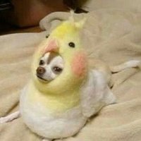 cachorrinho pássaro (@ozuetandrad) 's Twitter Profile