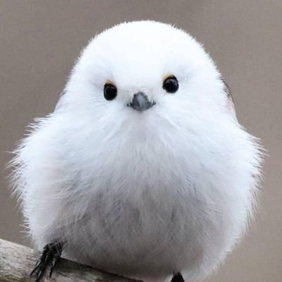 もんさんさんのプロフィール画像