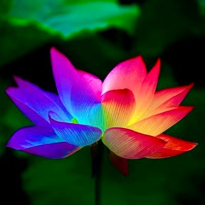 SoulVillage99's profile picture. 各自 内側の村に神殿を構築してこの星を魂で遊ぶ北海道のsoulvillage🌿祈りや生贄儀式を超えて精心テクノロジーにて共に新時代を築く仲間達の集いの場…soul village🌿UFO/三位一体/古代遺跡/魂/異星人/内観/固定種からの農園/各自水耕栽培/調輪心 /認め合い/尊重し合う/#soulvillage