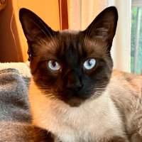 Poli Nieboi (@pkotasso) 's Twitter Profile