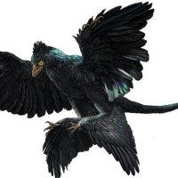 Microraptor(@CorvusRaptoria) 's Twitter Profile Photo