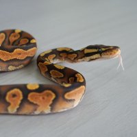 ビスコ@DEU Patreonモデレーター (@rarararaptor) Twitter profile photo