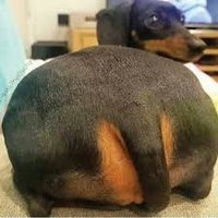 rudedachshund(@rudedachshund) 's Twitter Profile Photo