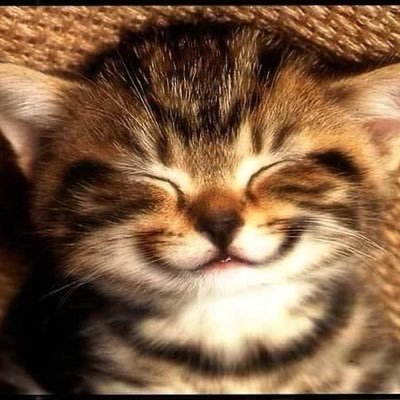 CatsMental's profile picture. 