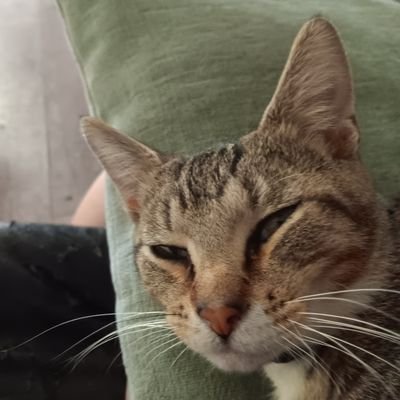 not______human's profile picture. she/they
pan
19