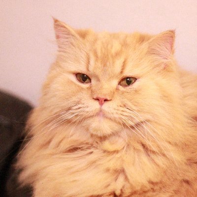 I'm a 5 year old Doll-Faced Persian Cat. I live in NYC with my sisters Siouxsie and Maple.