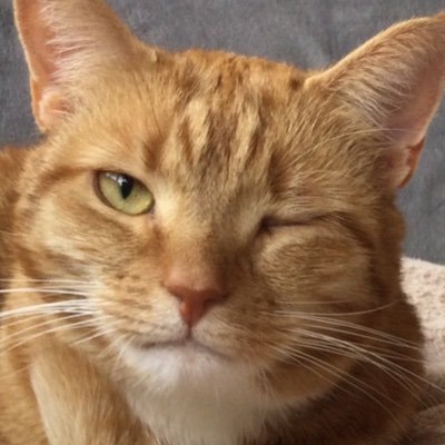 GabyItjen's profile picture. drückte oft mal ein Auge zu, hat jedoch seit den erschreckenden Corona-Maßnahmen der Regierung den Glauben verloren.