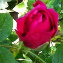 Helen Rollins - @hrollins1012 - Twitter