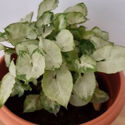 wolverinabee's profile picture. laging 4/6 sa Wordle 😕