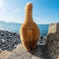 Eddie (@ropeddie) 's Twitter Profile