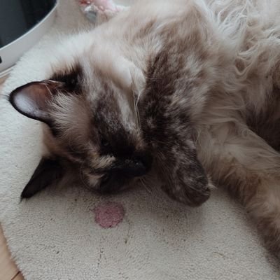 Mumino88's profile picture. ロードバイク、グラベル、MTB楽しい！
腰痛が治ったらブルベ久しぶりに走りたいです！
よろしくおねがいします。