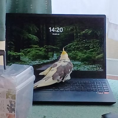 shumi_shushu's profile picture. 