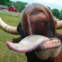 Undeadcow (@undeadcows) 's Twitter Profile
