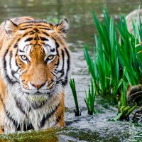 Raj Sebastian (@raj_sebast482) 's Twitter Profile