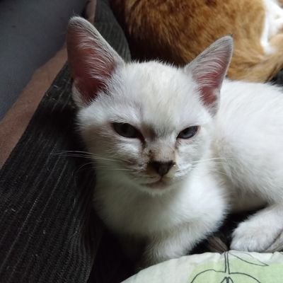 yomo6rei753leo1's profile picture. 変態だけに嫌われ者でございます❔

#三障四魔#四面楚歌
#七転八倒#八方塞がり
#七難八苦#まわり敵だらけ❗