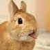 Cute Rabbit (@CuteRabbit975) Twitter profile photo