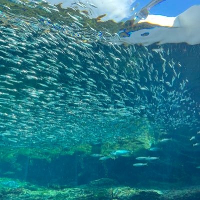 bash1k0_bbx's profile picture. 福岡03 Jeneさん音速ふぁぼりつマン 履歴:東京7回 （BXF23、BCJ本戦24&25、GBB24&25、I love you、コラタパ）大阪2回 （tetr4tone、B'）福岡4回 （IROHANIHOHETO、B'、BCJ九州・沖縄予選、刻士無双vol.6）熊本2回（万里vol.1&2）