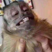 Chalepicks 🐵 (@seether1212) 's Twitter Profile