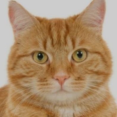 ever4795's profile picture. 