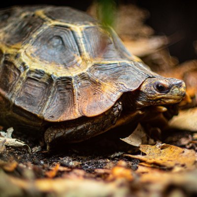 Two Turtle Tom Profile