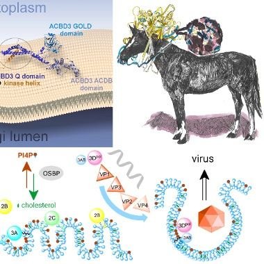 Structural Virology, Membrane Biology & DNA repair -Publications & NEWS @IOCBPrague
https://t.co/Cly7fhHuYD…
*tweets by post-doc @dhurvas2007