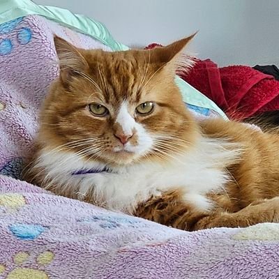Ed_the_kitteh's profile picture. I'm the cheeky kitteh named after Ed Sheeran. I live with @cheekypixienz & create lots of chaos & cuteness 🐱