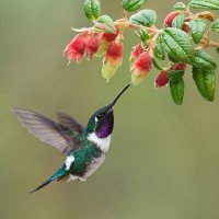 Beautiful Hummingbirds(@Hummingbird0932) 's Twitter Profile Photo