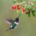Beautiful Hummingbirds (@Hummingbird0932) Twitter profile photo