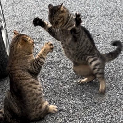 きっかけは1匹の野良猫に餌を上げたことが始まりで保護猫を育てています。YouTubeに猫の動画を上げてますので、ぜひ見て下さい😊 これから生まれる子猫の引き取り手も探しています。