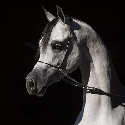 Ibrahi966's profile picture. 