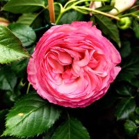 AuNomdelaRose@Stalker75 (@skw18823) 's Twitter Profile