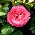 AuNomdelaRose@Stalker75 (@skw18823) Twitter profile photo AuNomdelaRose@Stalker75 (@skw18823) Twitter profile photo