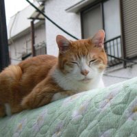 R (@alfons201736132) Twitter profile photo