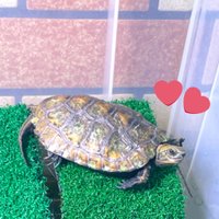 nt_ike (@nt_ikefish) 's Twitter Profile