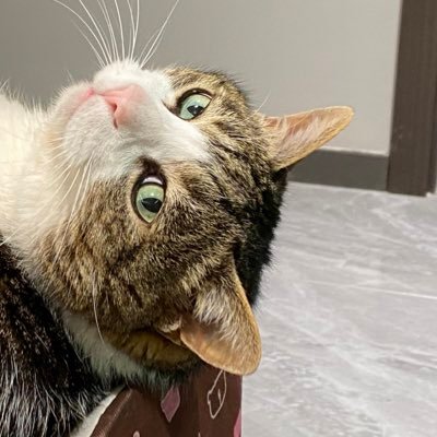 Giga_FFF's profile picture. とある研一果粉 || aka "方糖" || INTJ || 友跨顺直公猫 || 酒精依存废物 || 旅行计划是走遍日本所有都道府县 || 梦想是开一间门口摆大猫猫雕塑的赌场