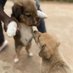 Harmony For Paws (@pawsharmony) Twitter profile photo Harmony For Paws (@pawsharmony) Twitter profile photo