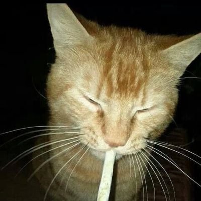 gato maconhero aguante la maconha 😼