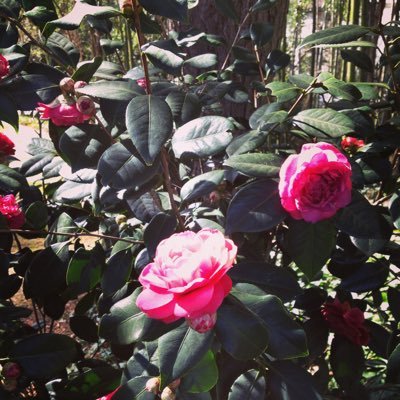 MochaMama42's profile picture. "I'm just ordinary. I can be a better me than anyone can; I am me. Good or bad. I am myself." - Diana Ross