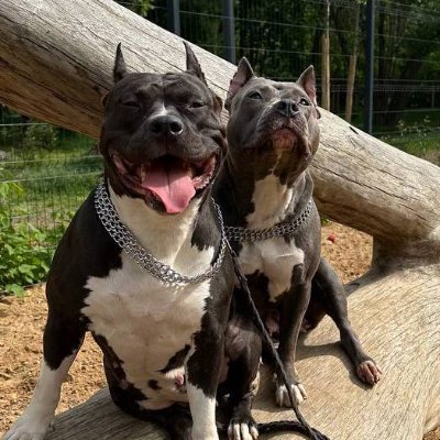 Cannel of American Staffordshire Terier and American Bully. We look at new modern vector. And try to make popular our dog not only for future owners.