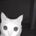 Meeier (@droppedshrtcake) Twitter profile photo Meeier (@droppedshrtcake) Twitter profile photo