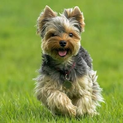 Welcome to @Yorkshire_clubs 🐶 We share daily #yorkshireterrier Contents 🐕 Follow us if you really love yorkshire terrier 🥰