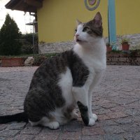 ContessaCavour (@contessacavour) 's Twitter Profile