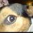 GazzaBr's profile image