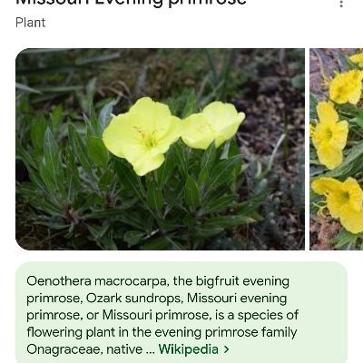 californiakasey's profile picture. Moss & Lichen we hear app rejected. You rejected me, remember.