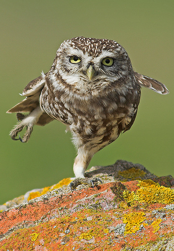 SoberImmigrant's profile picture. Pro