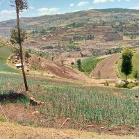 Sebei Affairs (@duckhillmflira) 's Twitter Profile Photo